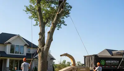 Professional tree removal service in Columbus, OH safely cutting and clearing large damaged trees