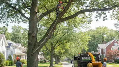 Professional tree removal service in Columbus, OH safely cutting and clearing large oak tree