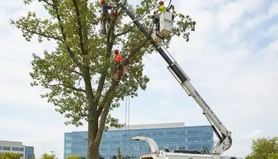 Professional tree removal service in Columbus, OH safely cutting and clearing large oak tree