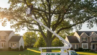 Professional tree removal service in Columbus, OH safely cutting and clearing large trees