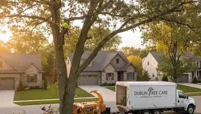 Professional tree removal service crew in Columbus, OH safely cutting down large oak tree