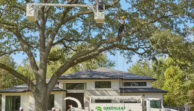 Professional tree trimming service in Columbus, OH by Chop Chop Tree experts