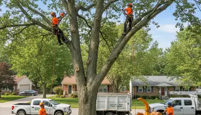 Professional tree removal service in Columbus, OH safely cutting large oak near residential property