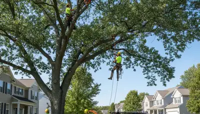 Professional tree removal service in Columbus, OH by certified arborists at TreeTrimmingColumbusOhio.com