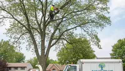 Professional tree removal service in Columbus, OH safely cutting and clearing large oak tree