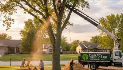 Professional tree removal service in Columbus, OH by certified arborists at work