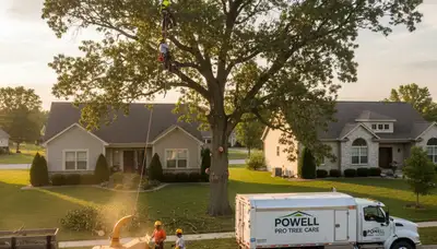 Professional tree removal service in Columbus, OH by certified arborists