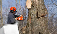 Tree Removal in Columbus OH